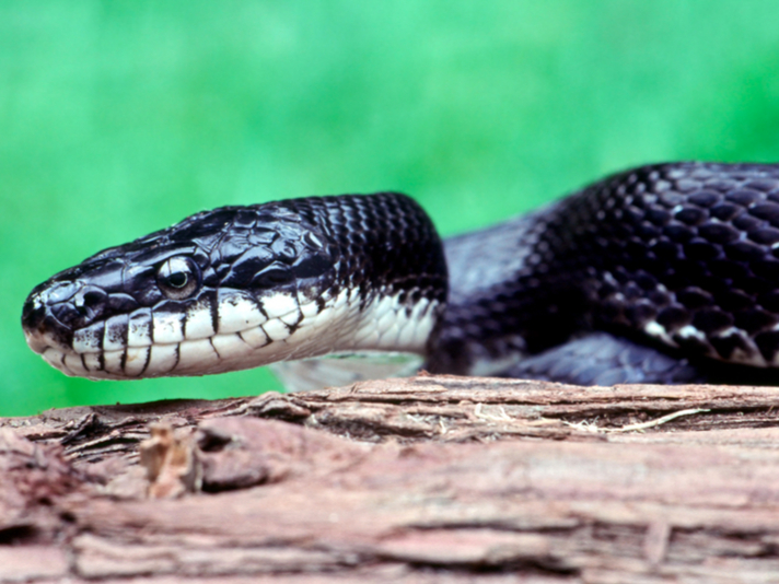 rat snake