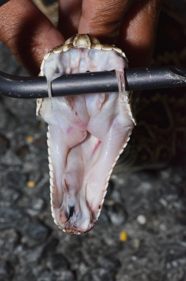 rattlesnake fangs