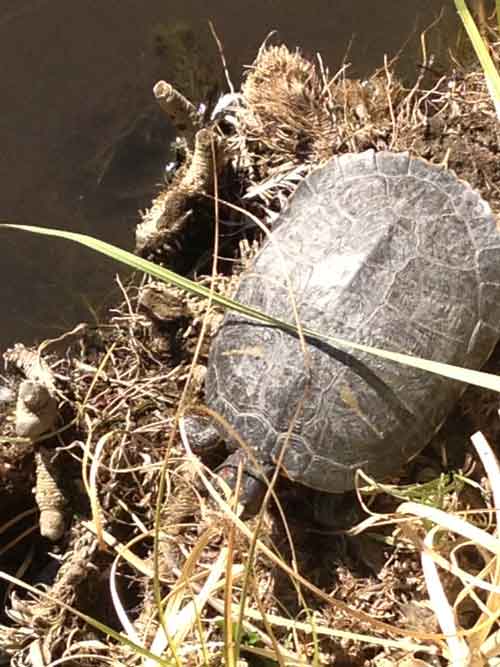 Red-eared Sliders Don't Transmit Disease To Western Pond Turtles