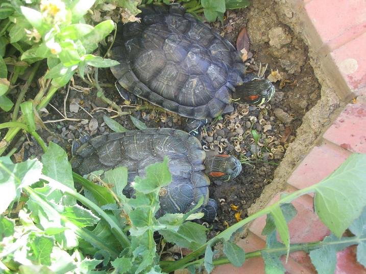 red-eared slider turtle pet