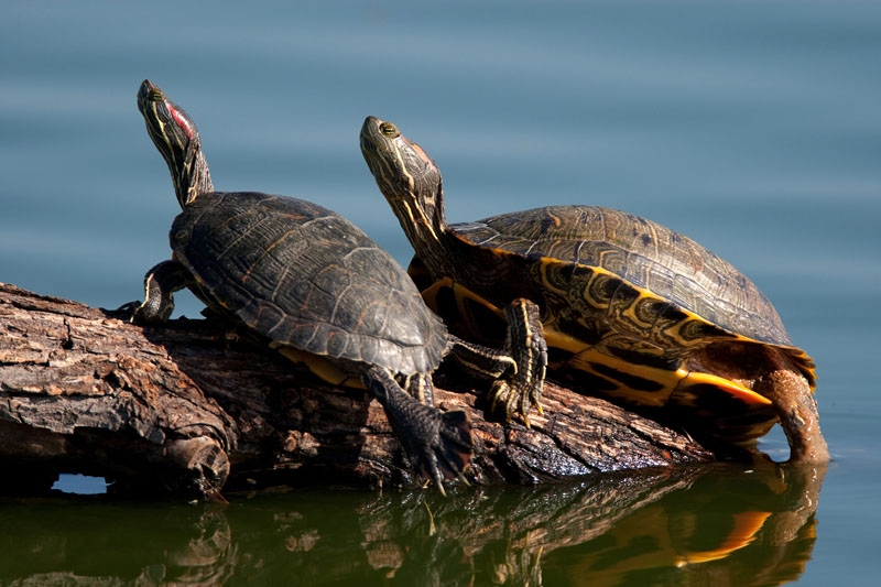 red eared slider