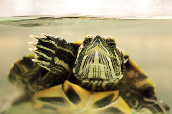 Red-eared slider water quality must be kept up.