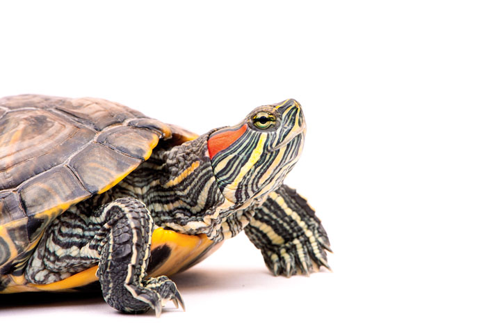 Red Eared Slider Care Tips And Information Reptiles Magazine,Tall Indoor Palm Trees