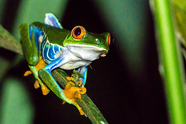 red eye treefrog