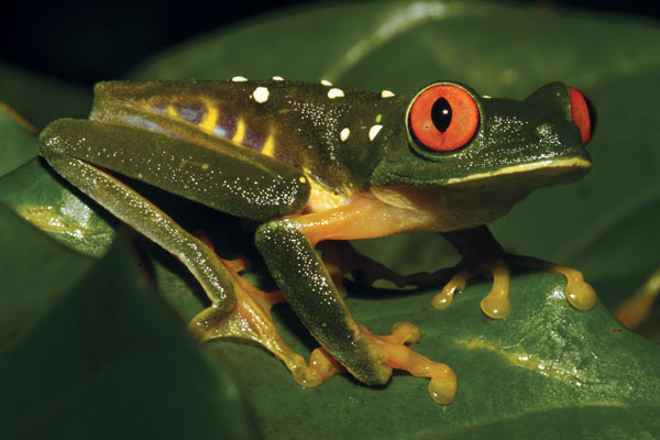 red-eyed treefrog