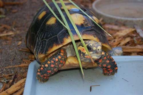 red-footed tortoise