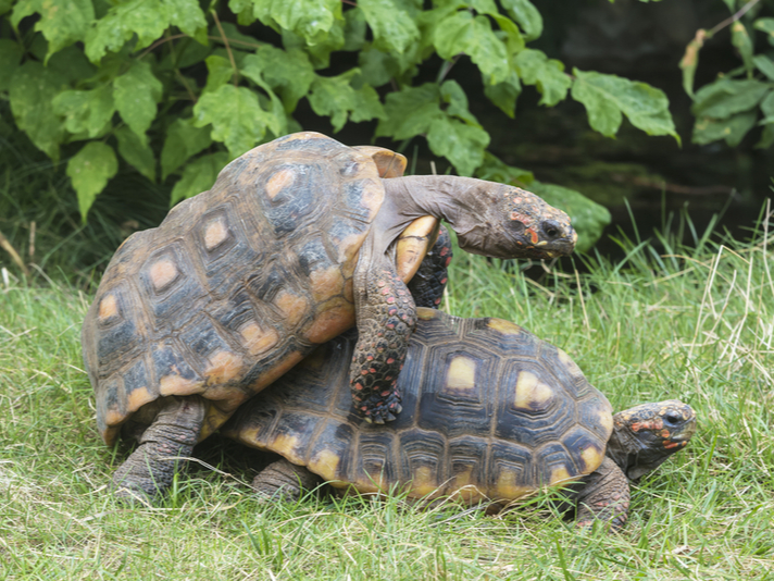 red-footed tortoise