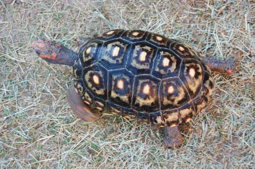 red-footed tortoise