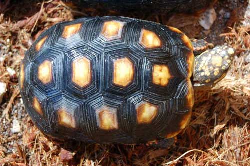 red-footed tortoise