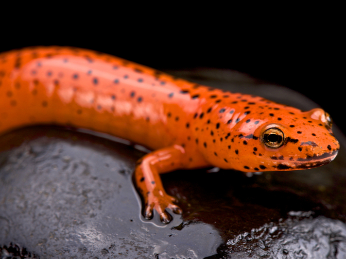 red salamander