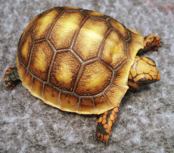 red foot tortoise