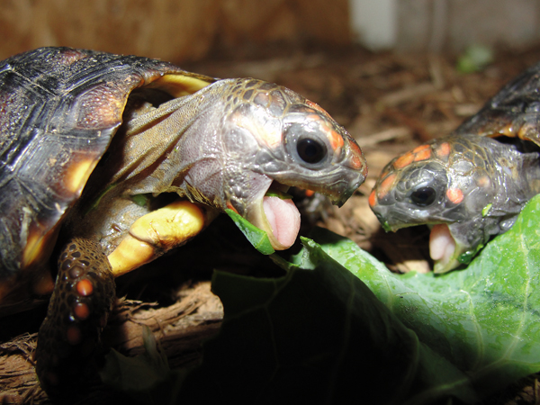 redfoot tortoise