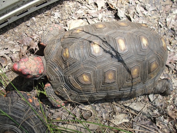 red-footed tortoise