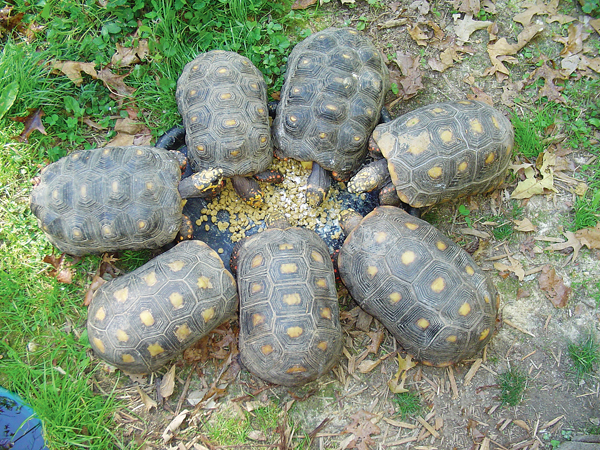 red-footed tortoise