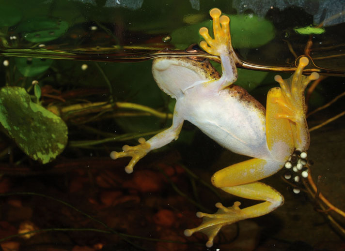 reed frog depositing eggs