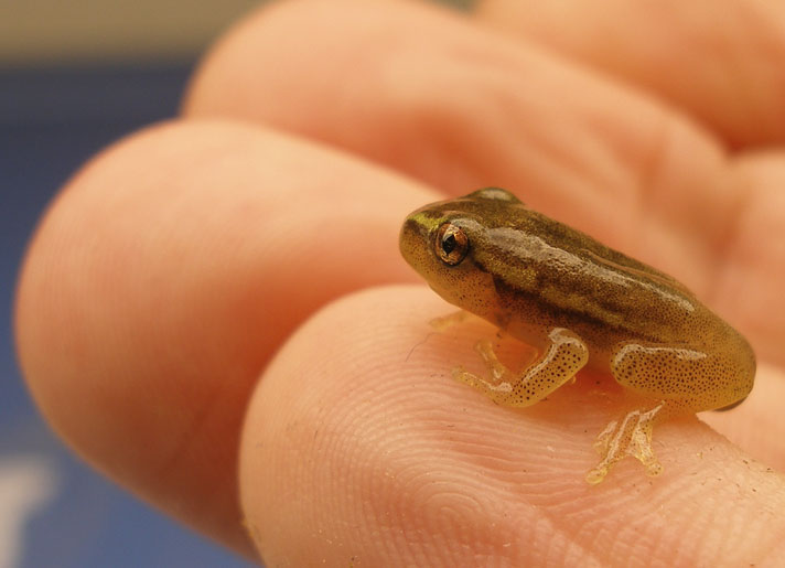 reed frog froglet