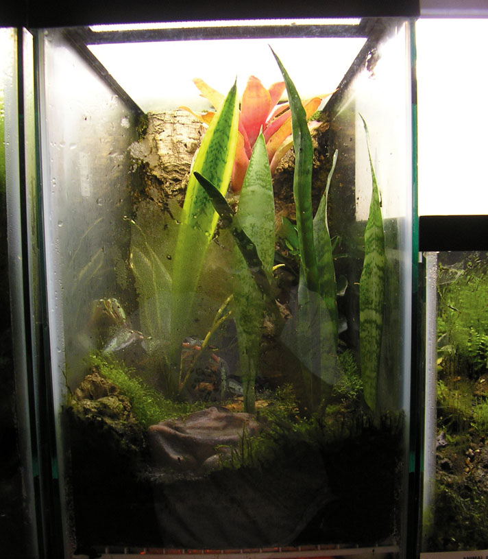 reed frog housing