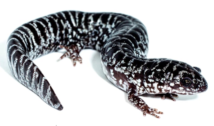 Ambystoma bishopi