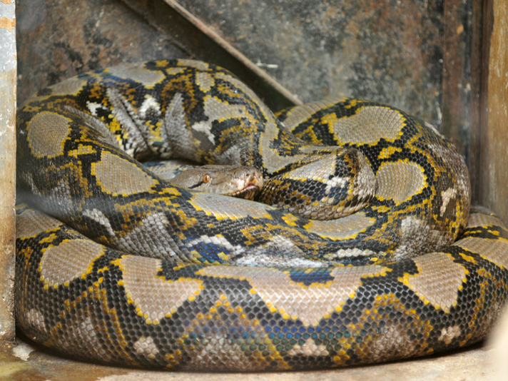 reticulated python