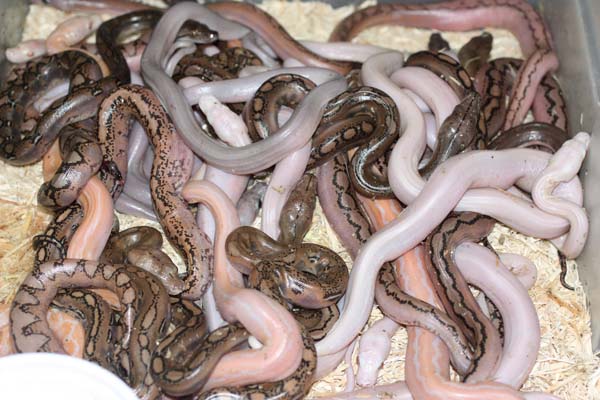 reticulated python morphs