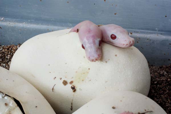 Albino super motley twins