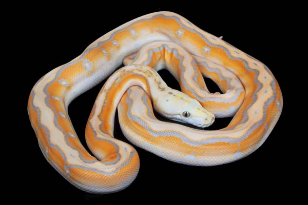 Purple motley retic morph