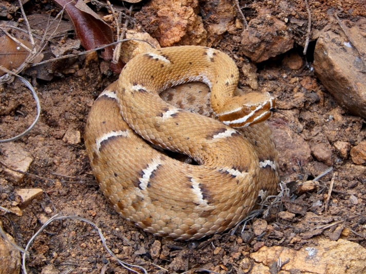 ridge nosed ratrtlesnake