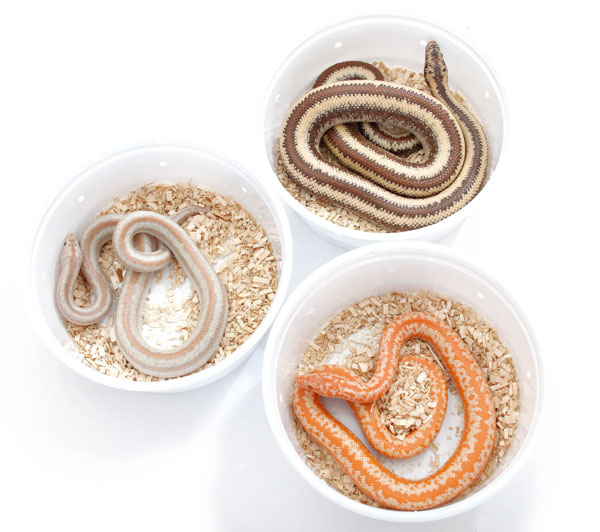 Rosy boa