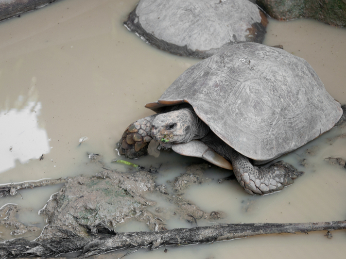 royal turtle