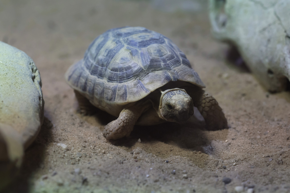 Russian tortoise