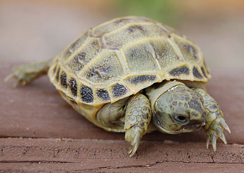 Russian tortoise