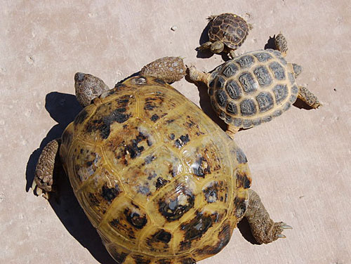 female russian tortoise