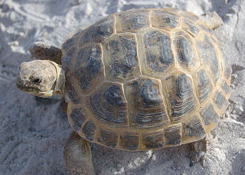 russian tortoise size