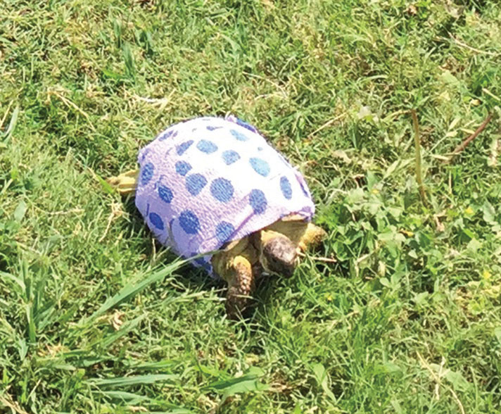 Kali the Russian Tortoise