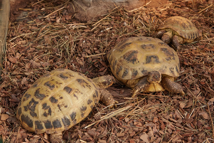 Russian tortoise