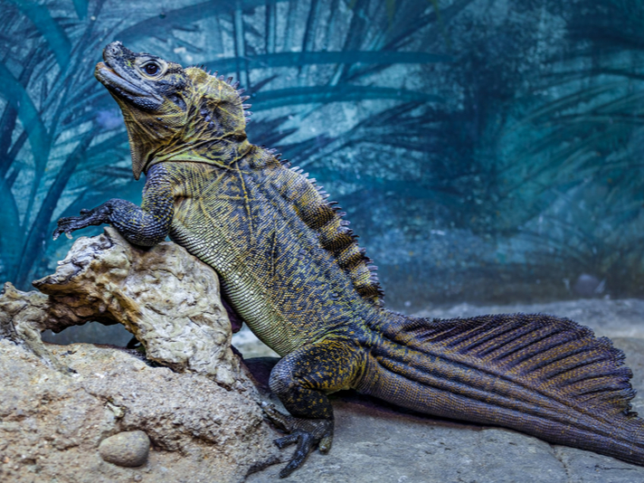 sailfin lizard