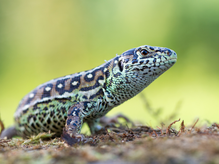 sand lizard