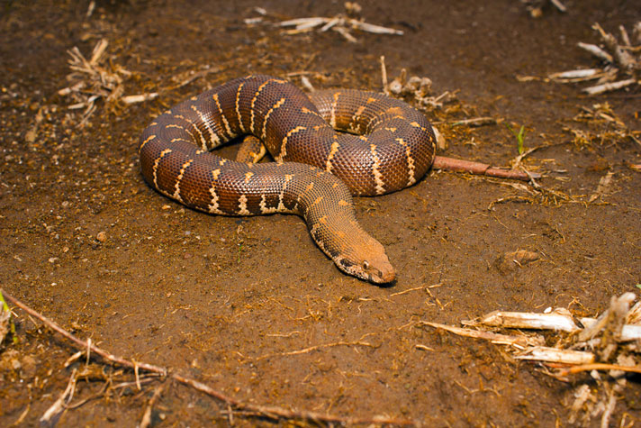 Sand boa