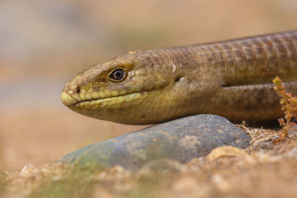 legless lizard