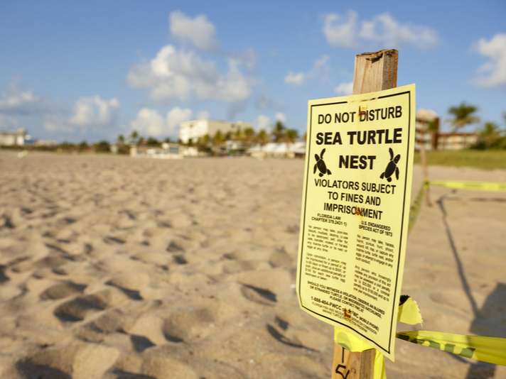 Sea turtle nests