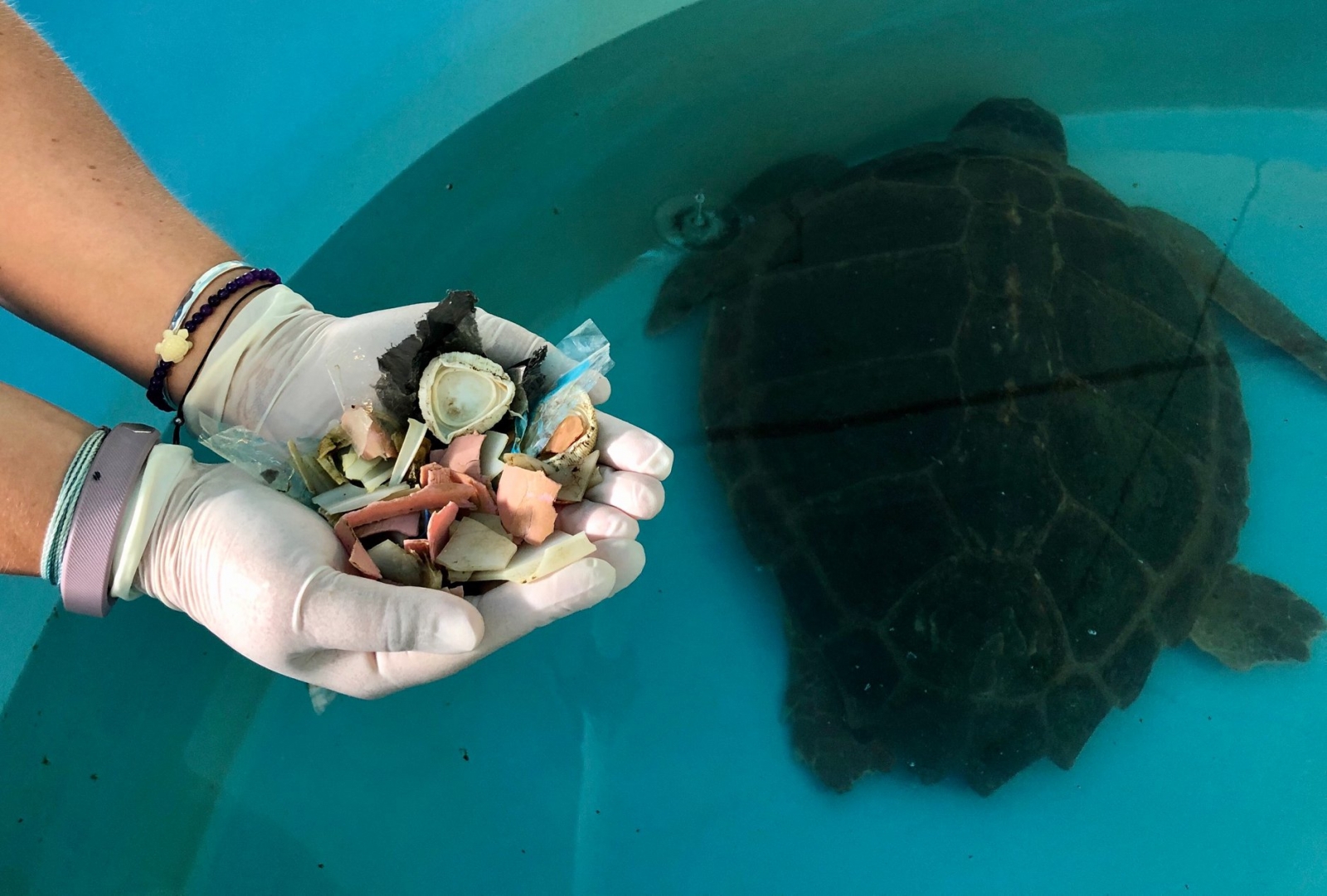 sea turtle poops out plastic