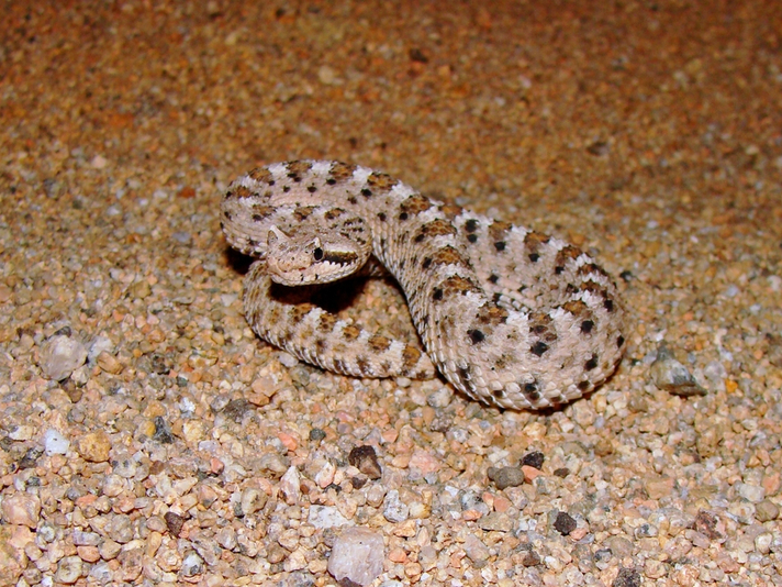 sidewinder snake