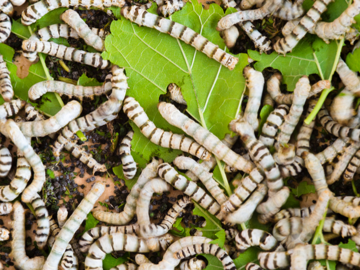 silkworms