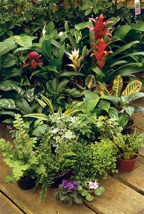 tropical houseplants