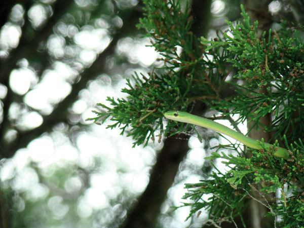 smooth green snake