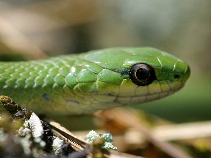 Smooth Green Snake