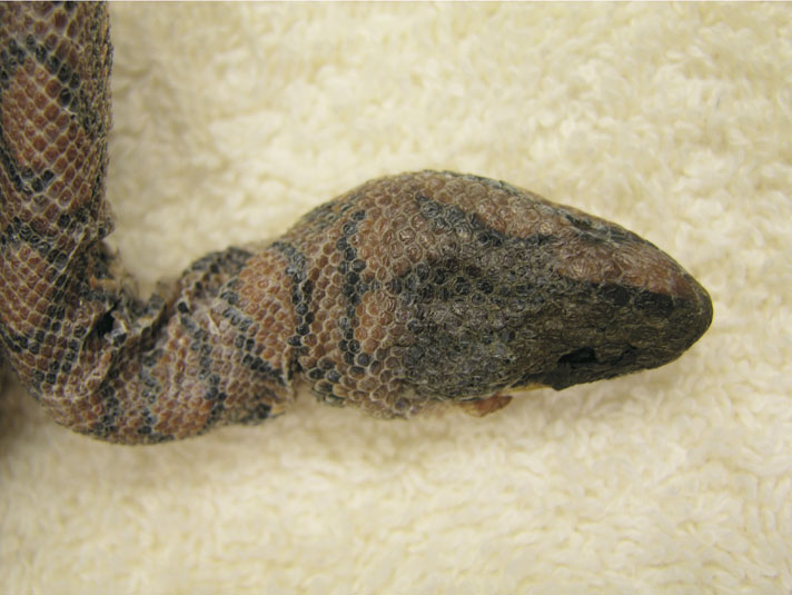 renal failure in rainbow boa