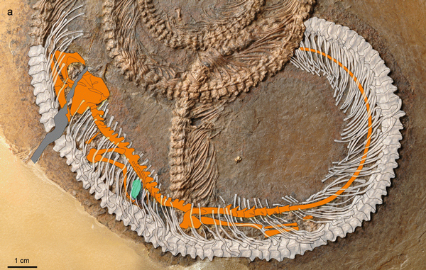scan showing lizard in belly of snake