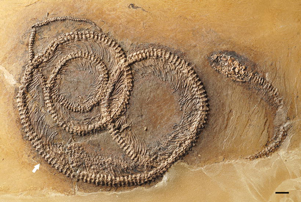snake with lizard in belly