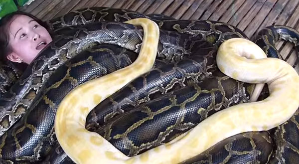 This Burmese Python Snake Massage Will Blow Your Mind